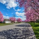 Pink Trees